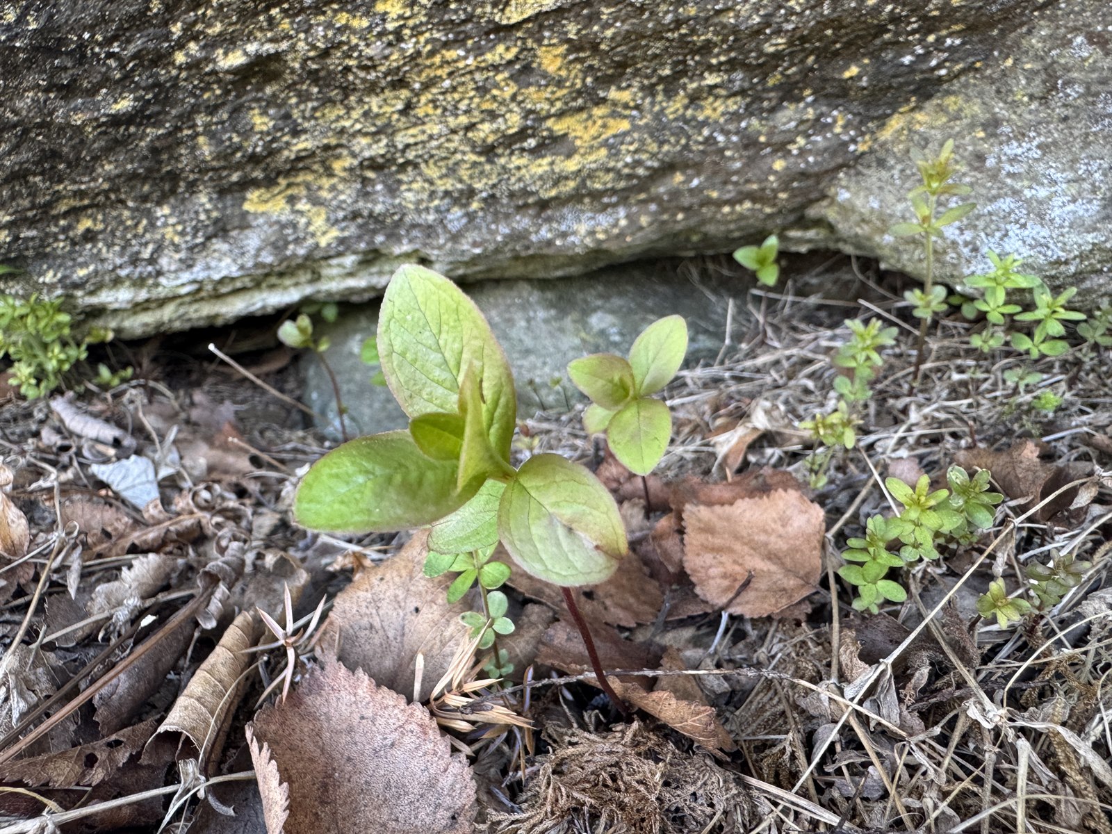 Lysimachia europaea (Arctic Starflower) (alternate view 12)
