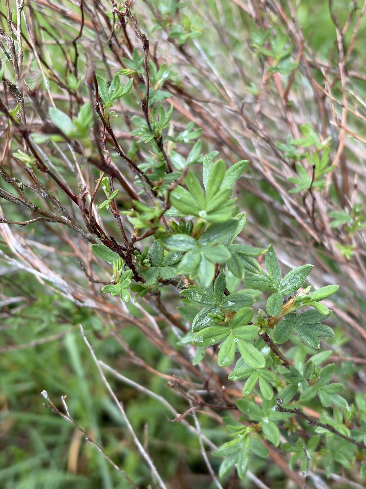 Potentilla fruticosa (Shrubby Cinquefoil) (alternate view 4)