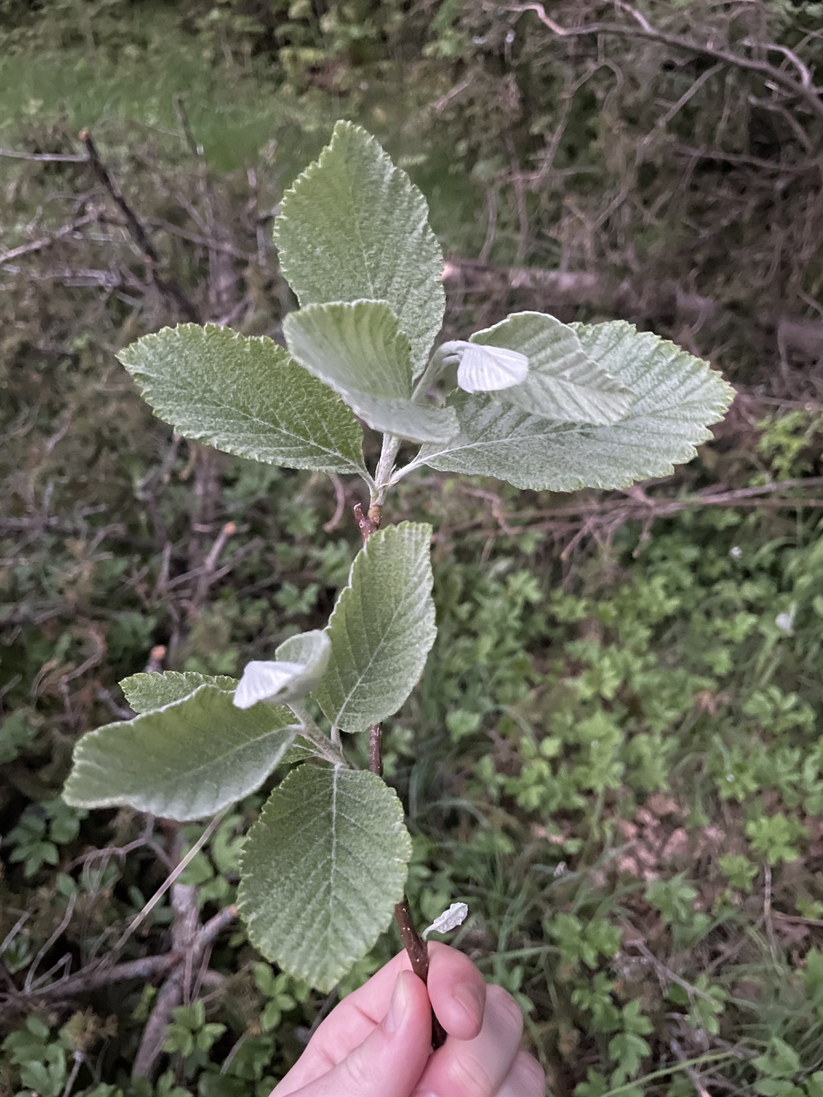 Aria edulis (Whitebeam) (alternate view 9)