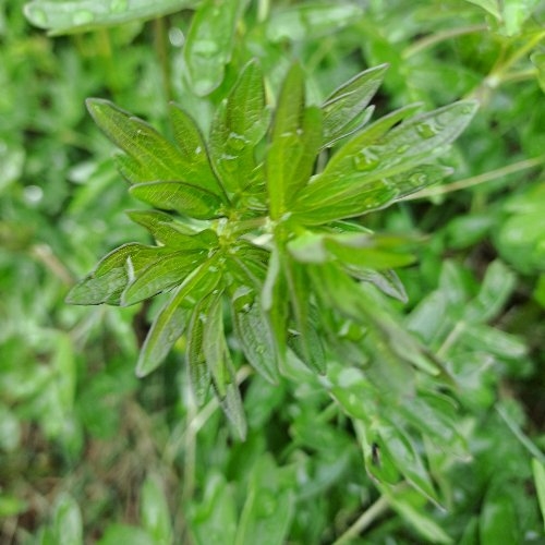 Thalictrum minus (Lesser Meadow-rue) (alternate view 11)