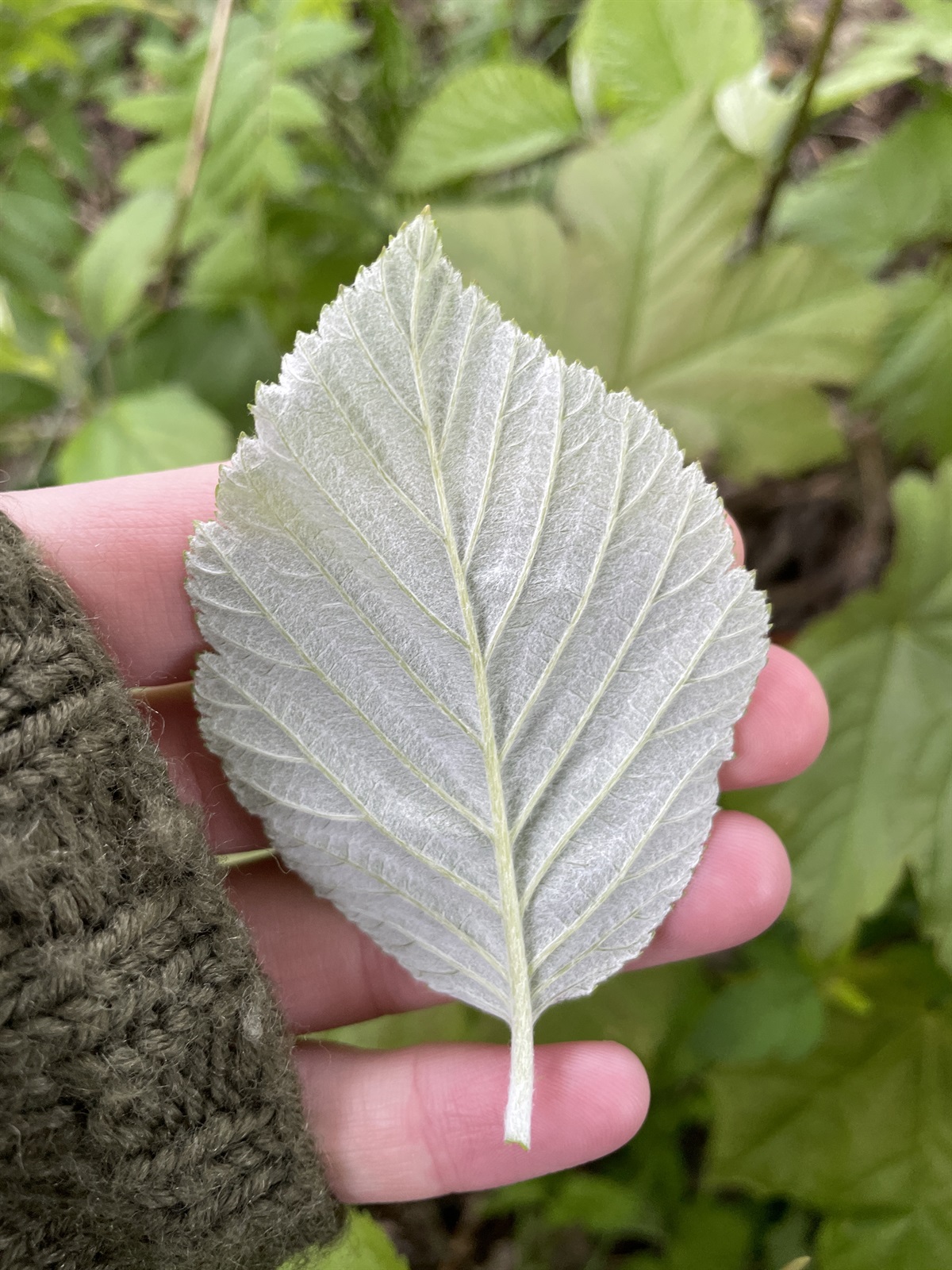 Aria edulis (Whitebeam) (alternate view 10)
