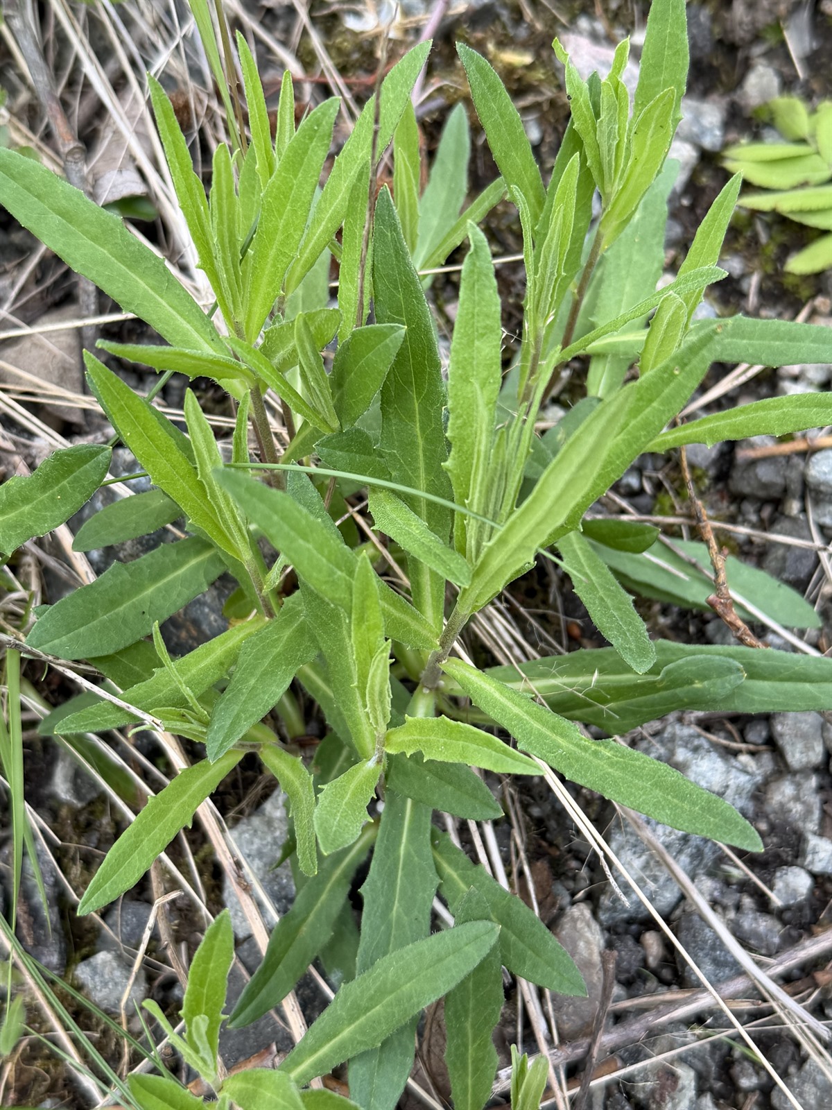 Hieracium umbellatum (Canada hawkweed) (alternate view 13)