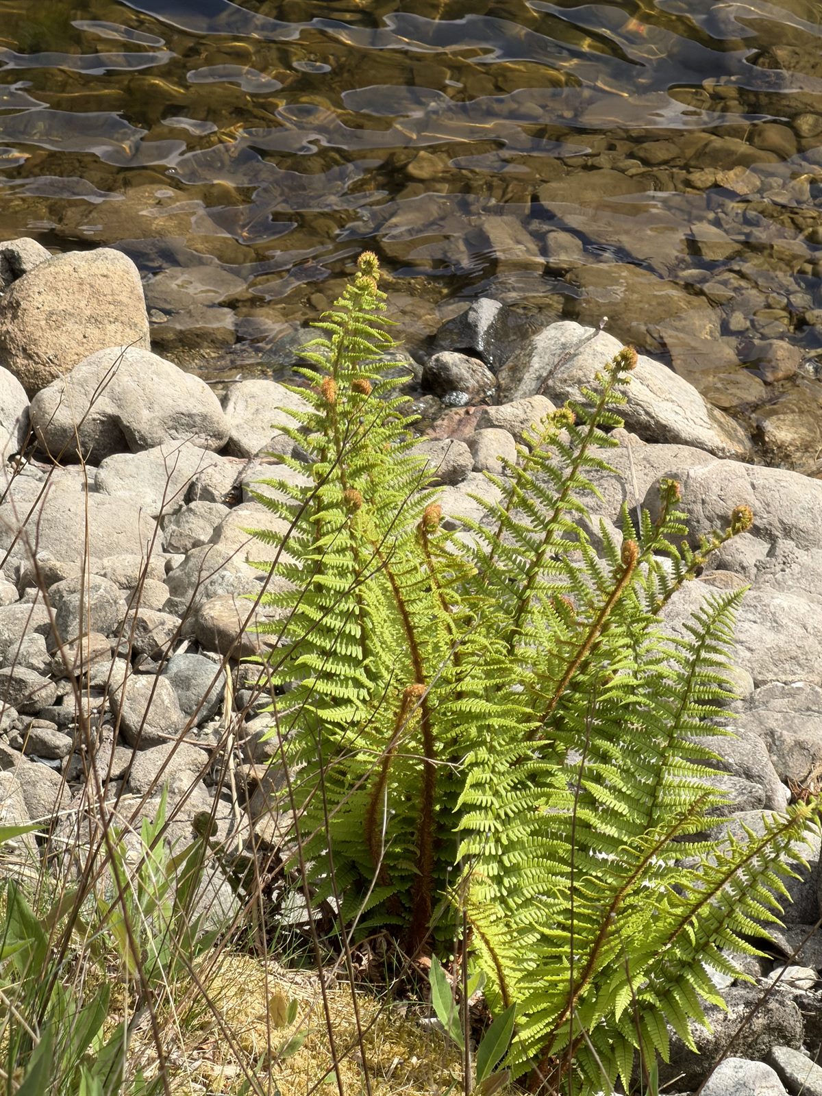 Dryopteris affinis (Golden-scaled Male-fern) (alternate view 12)
