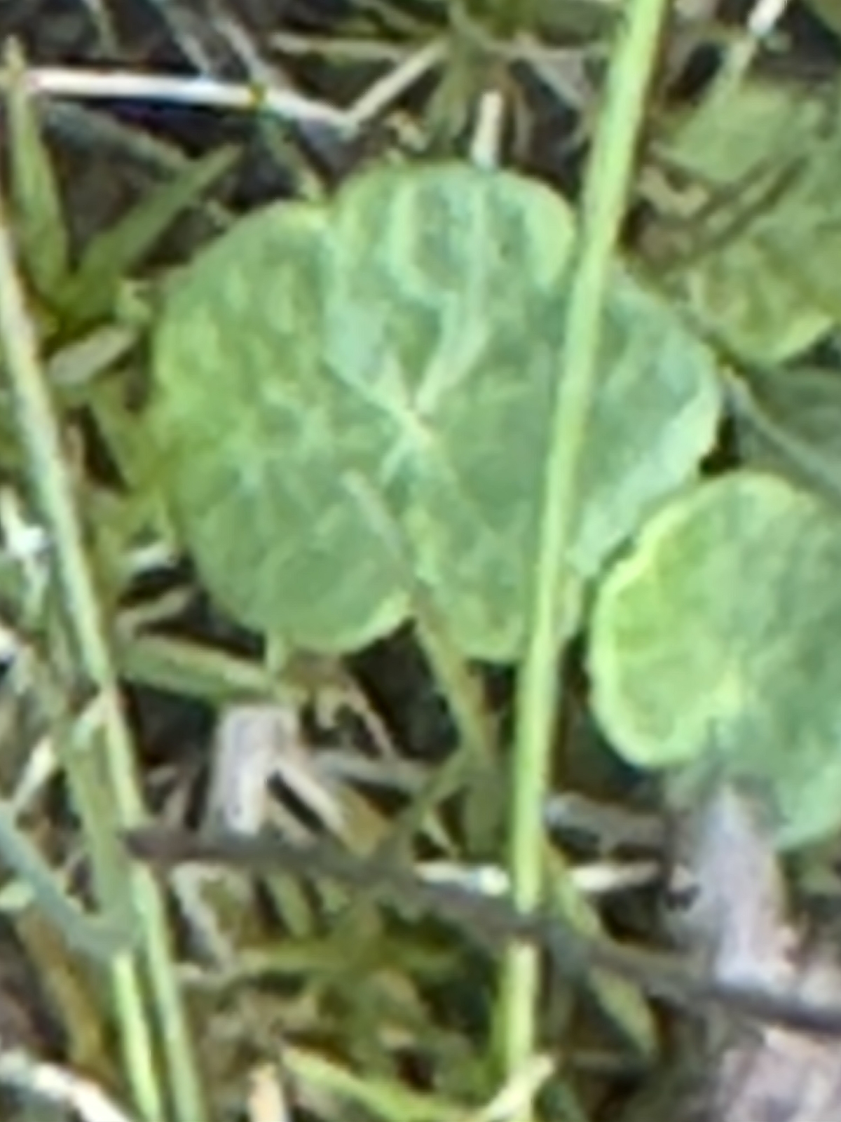 Hydrocotyle vulgaris (Marsh Pennywort) (alternate view 13)