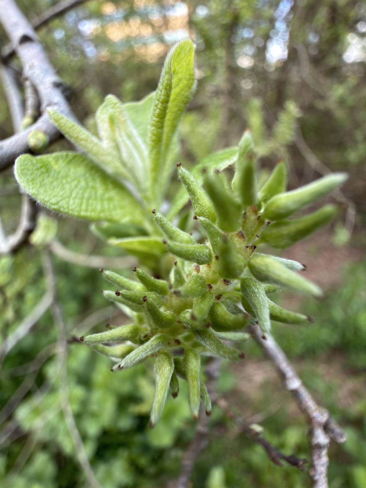 Salix aurita (Eared Willow) (alternate view 11)