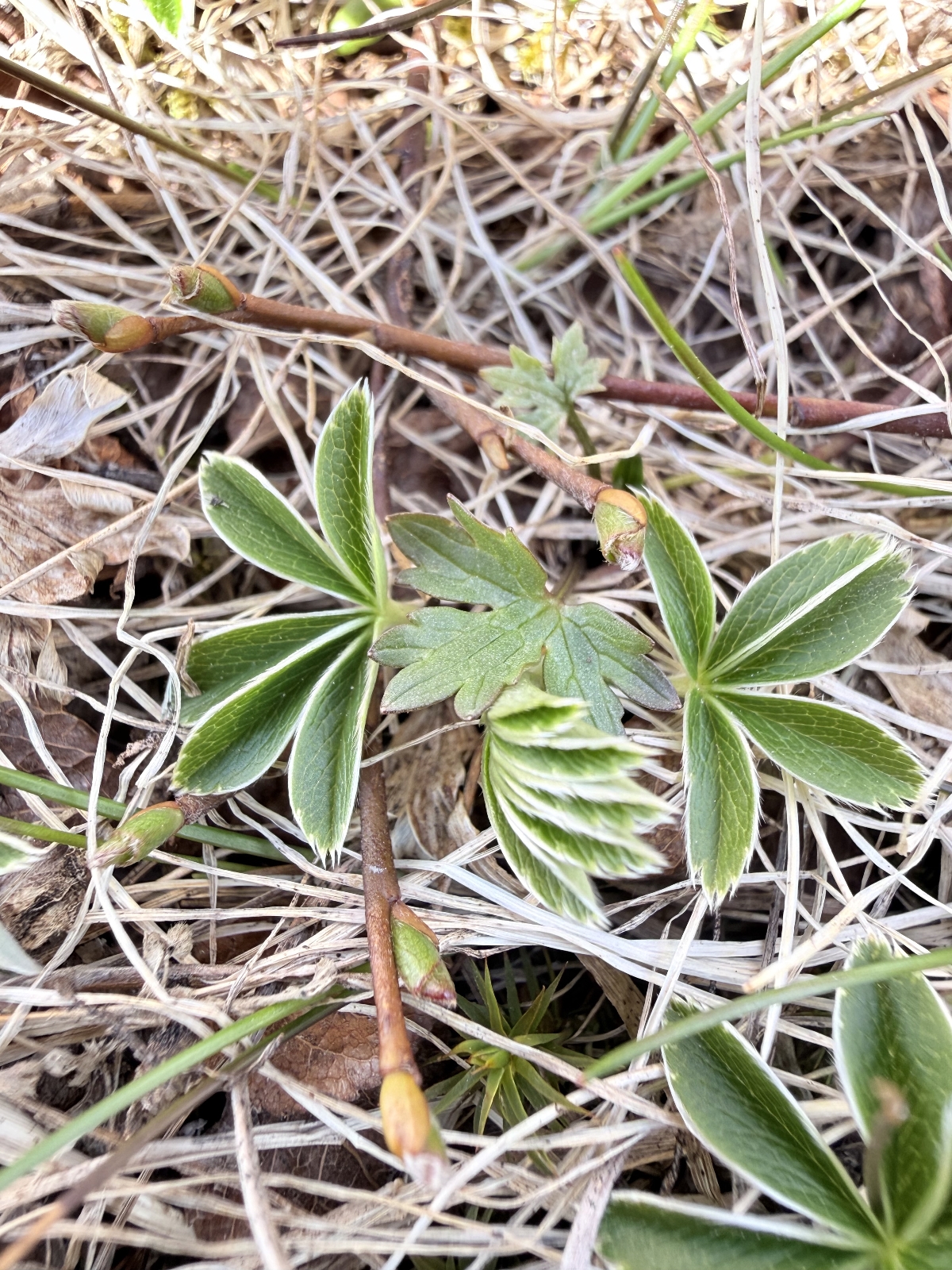 Alchemilla alpina (Alpine Lady's-mantle) (alternate view 12)