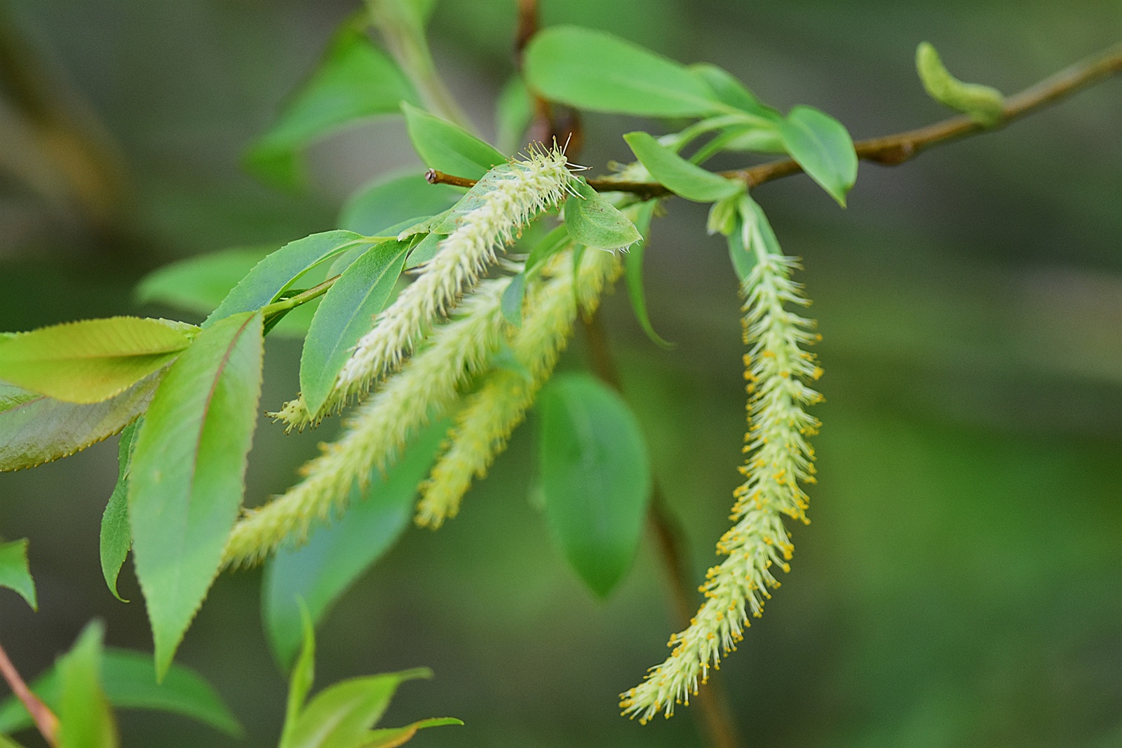 Salix × fragilis (hybrid crack willow) (alternate view 2)