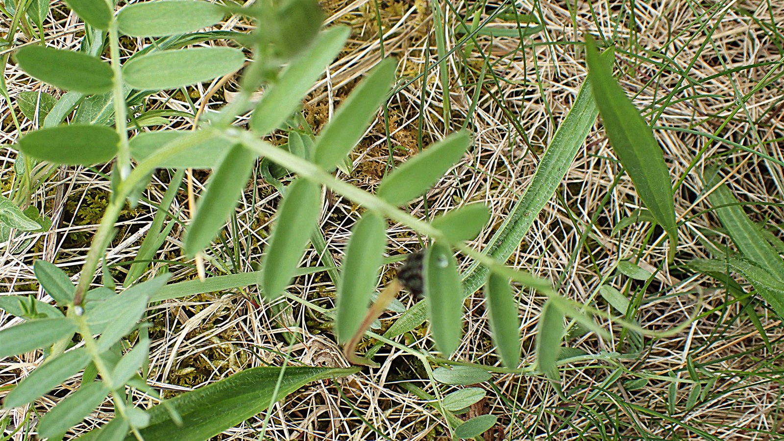 Vicia cracca (tufted vetch) (alternate view 12)