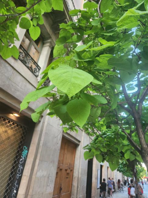 Catalpa (Catalpas)