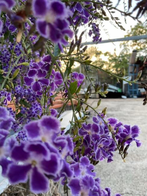 Duranta