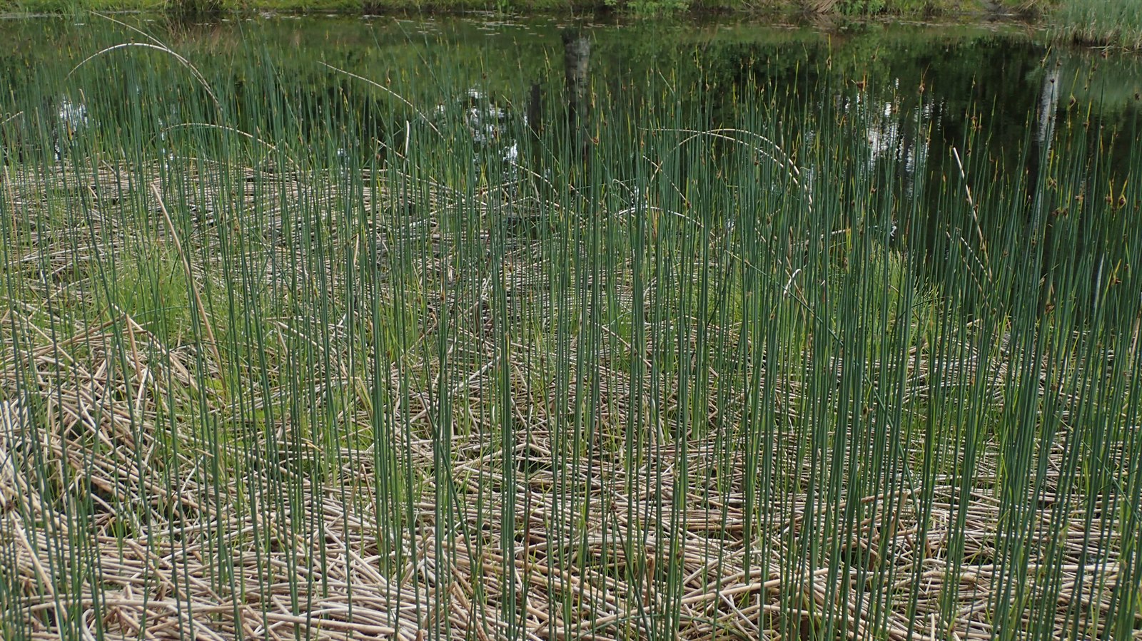 Schoenoplectus (Schoenoplectus Bulrushes) (alternate view 4)