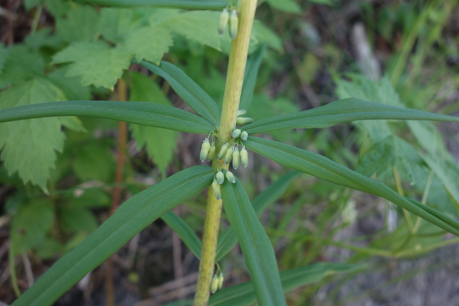 Polygonatum verticillatum (alternate view 3)