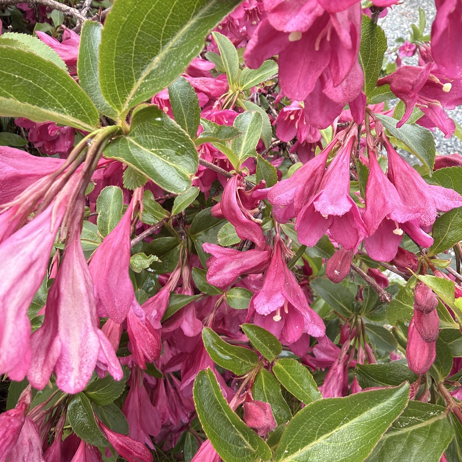 Weigela (Weigela bushes) (alternate view 2)
