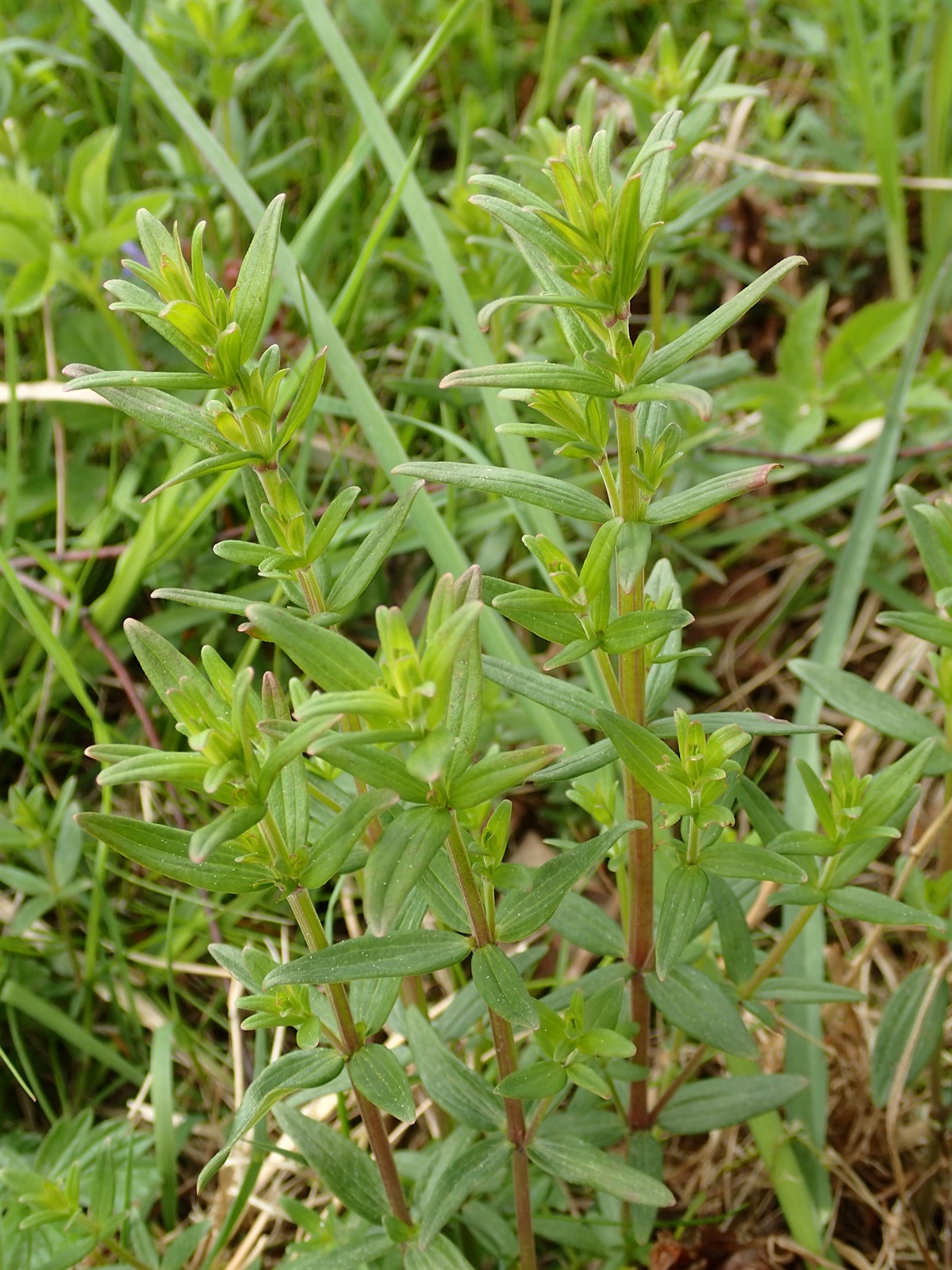 Drymocallis (alternate view 2)
