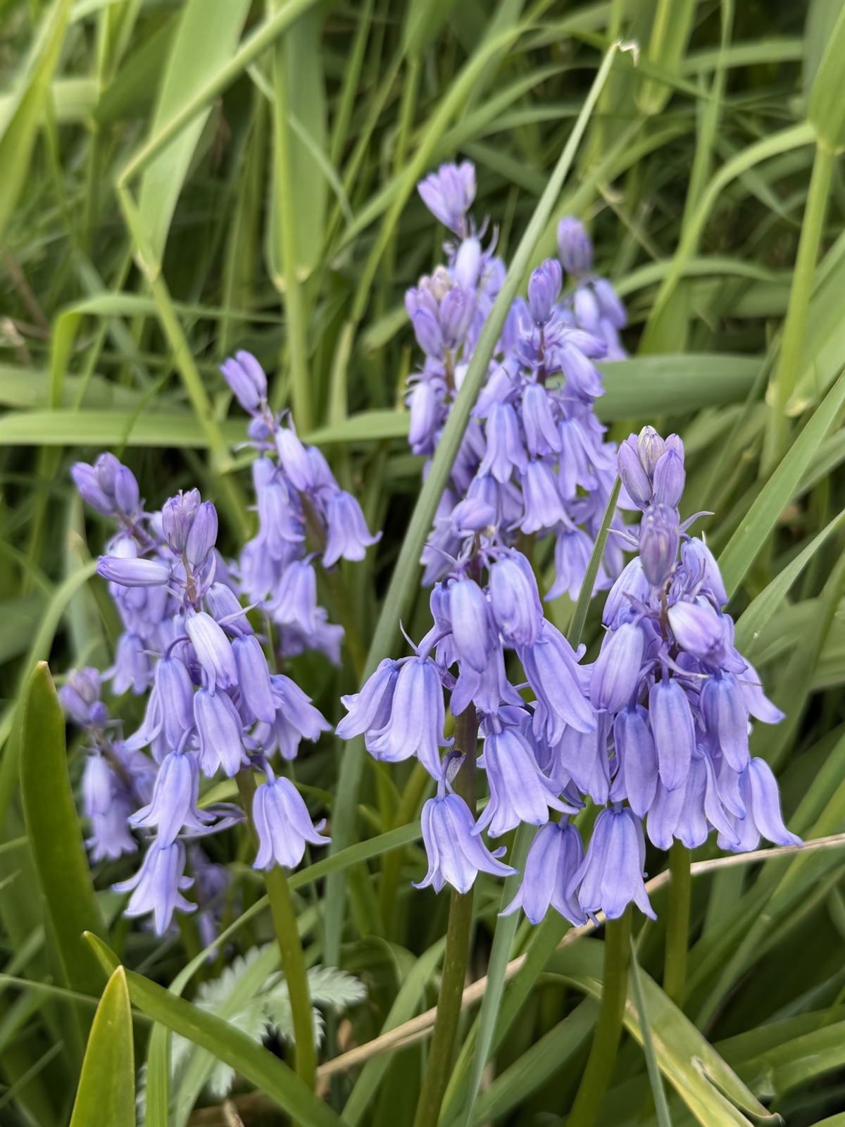 Hyacinthoides × massartiana (Hybrid bluebell) (alternate view 2)