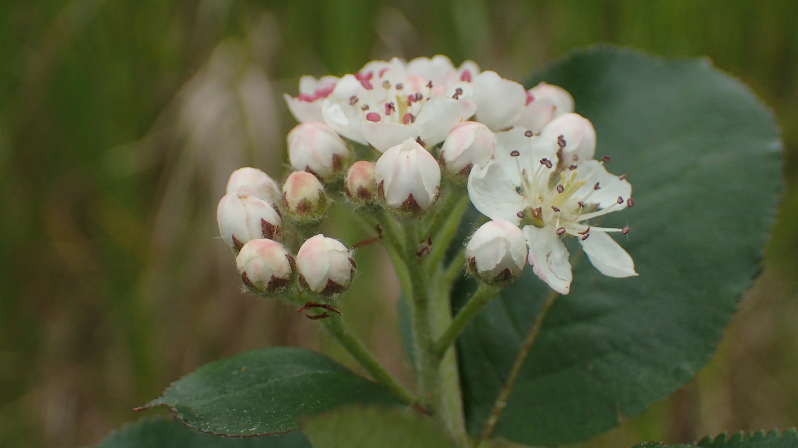 Aronia melanocarpa (Chokecherry) (alternate view 2)