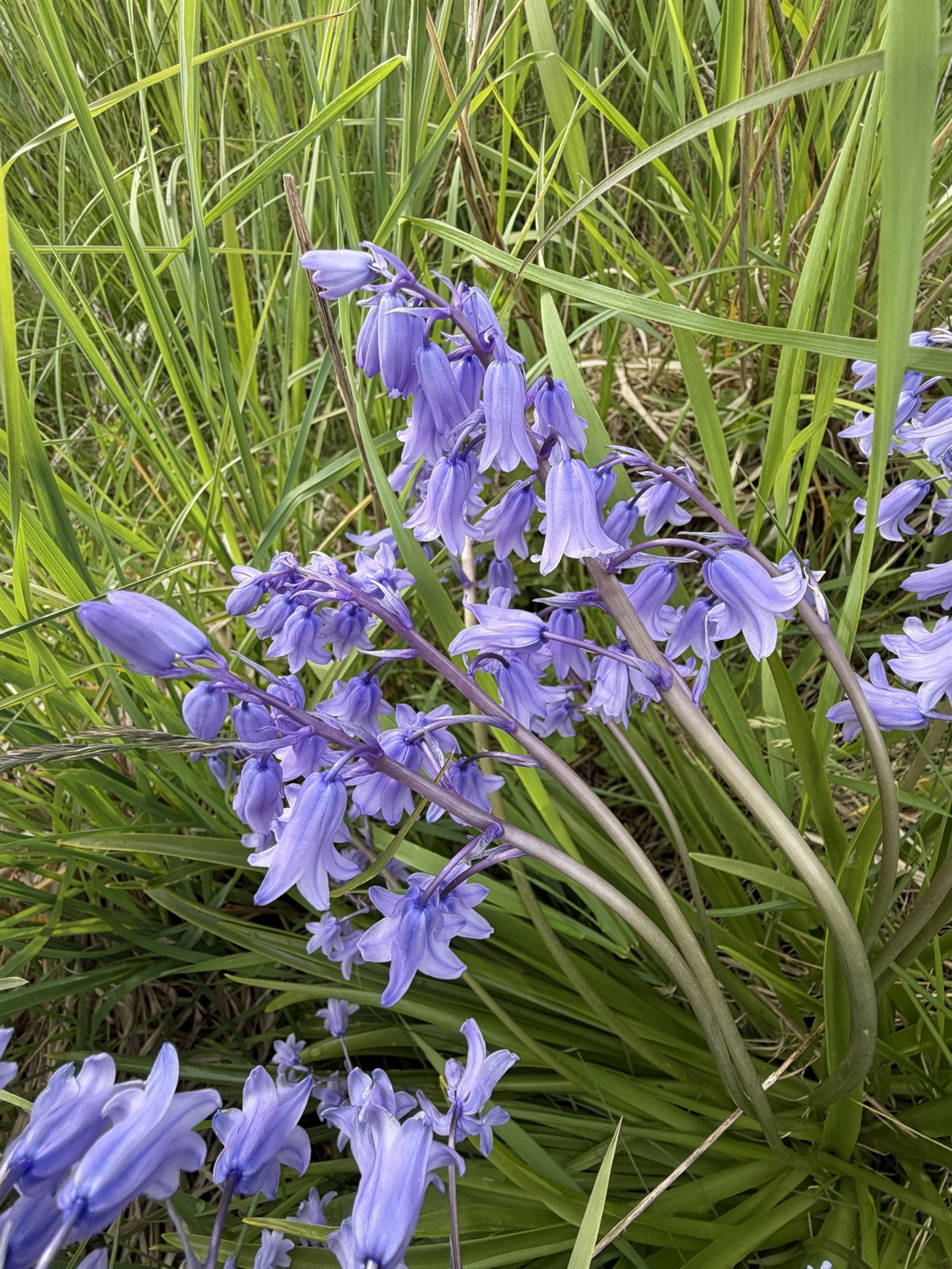 Hyacinthoides × massartiana (Hybrid bluebell)
