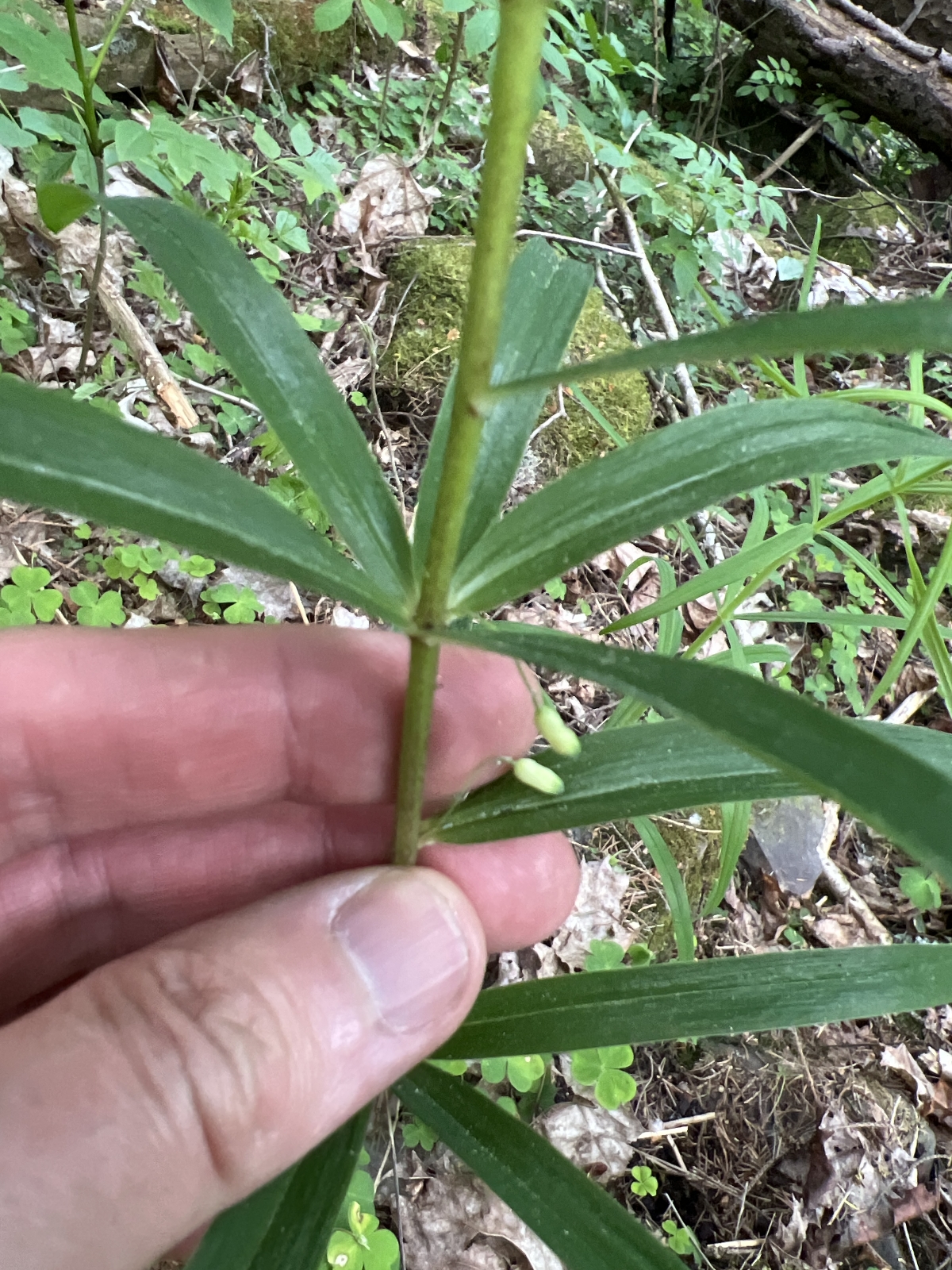 Polygonatum verticillatum (alternate view 4)