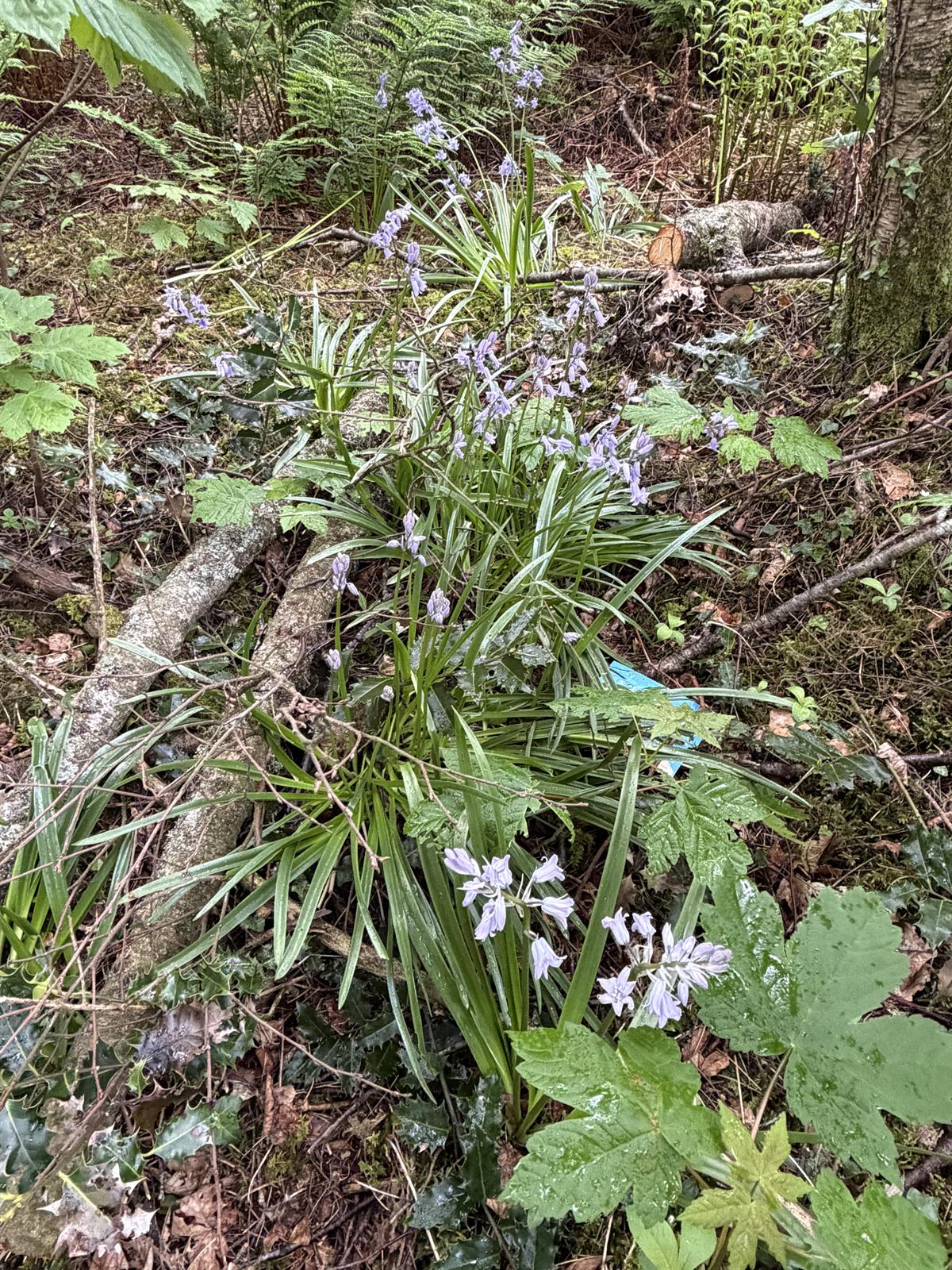 Hyacinthoides × massartiana (Hybrid bluebell) (alternate view 4)