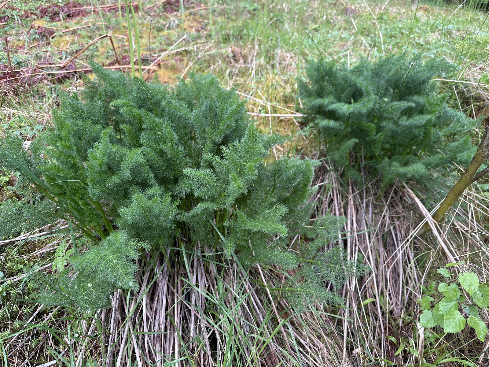 Meum athamanticum (alternate view 3)
