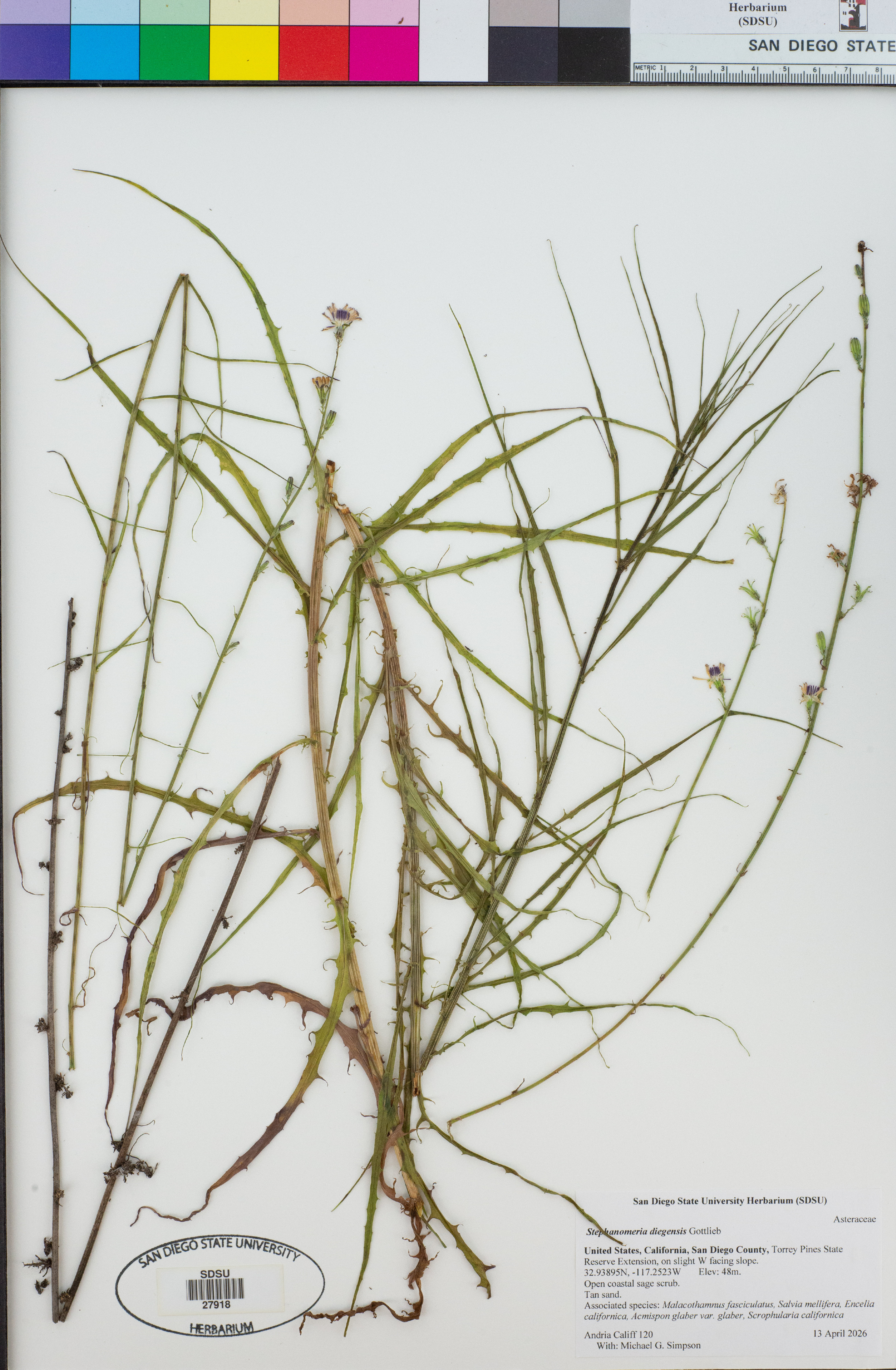 Stephanomeria (Wirelettuces)