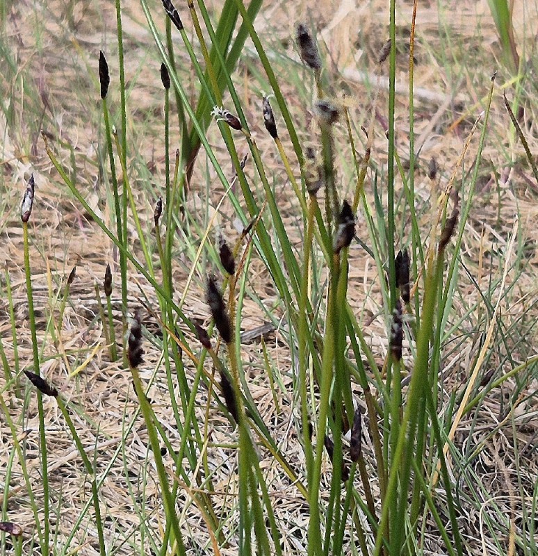 Eleocharis (spikerushes) (alternate view 3)