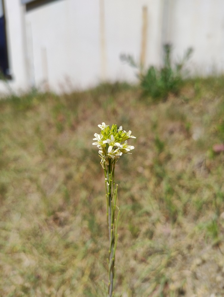 Turritis glabra (Tower Mustard)