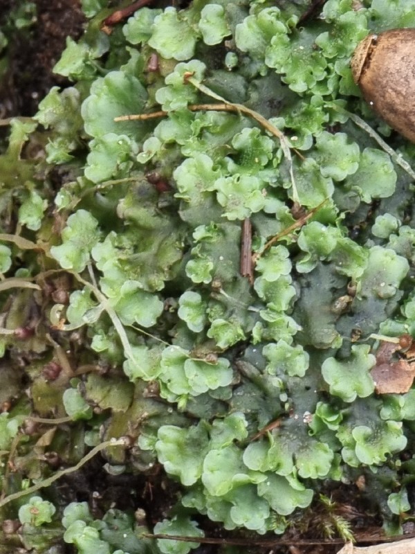 Pellia (Pellia) (alternate view 2)