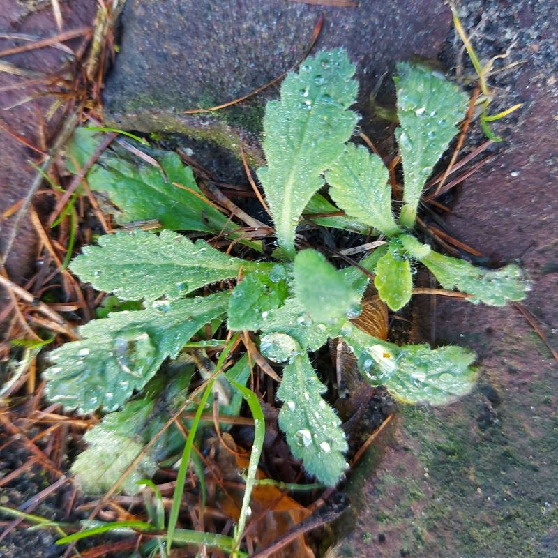 Papaver (Poppies)