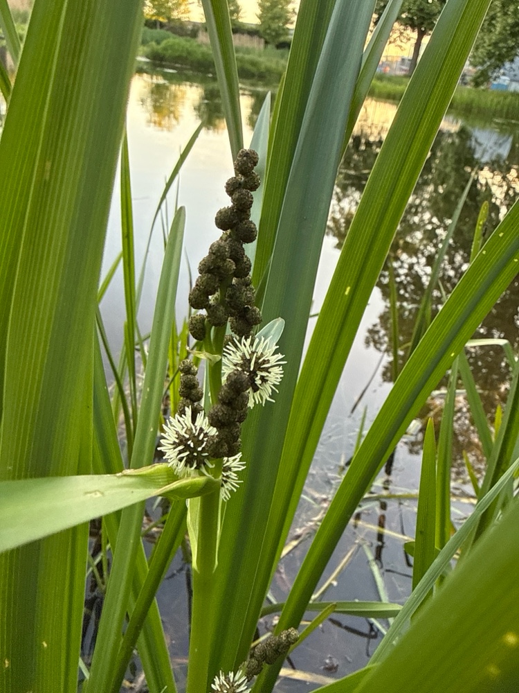 Sparganium (bur-reeds) (alternate view 3)