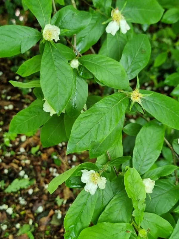 Mespilus