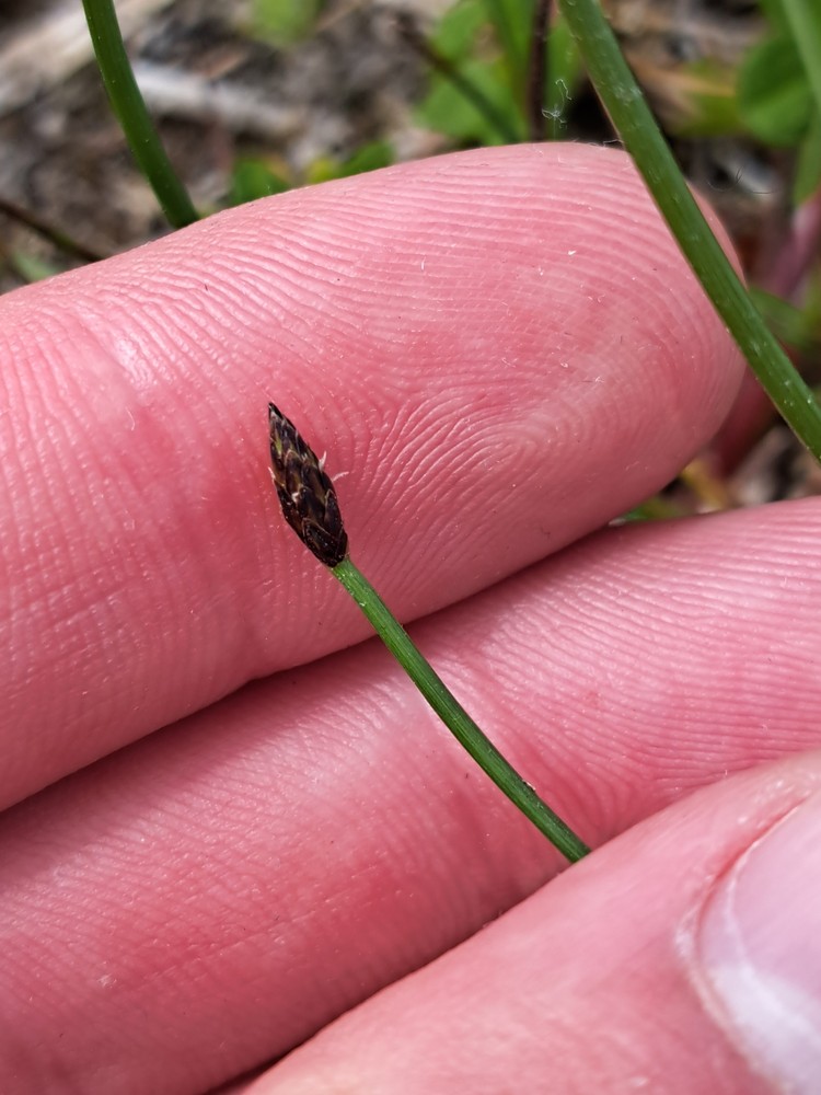 Eleocharis (spikerushes)