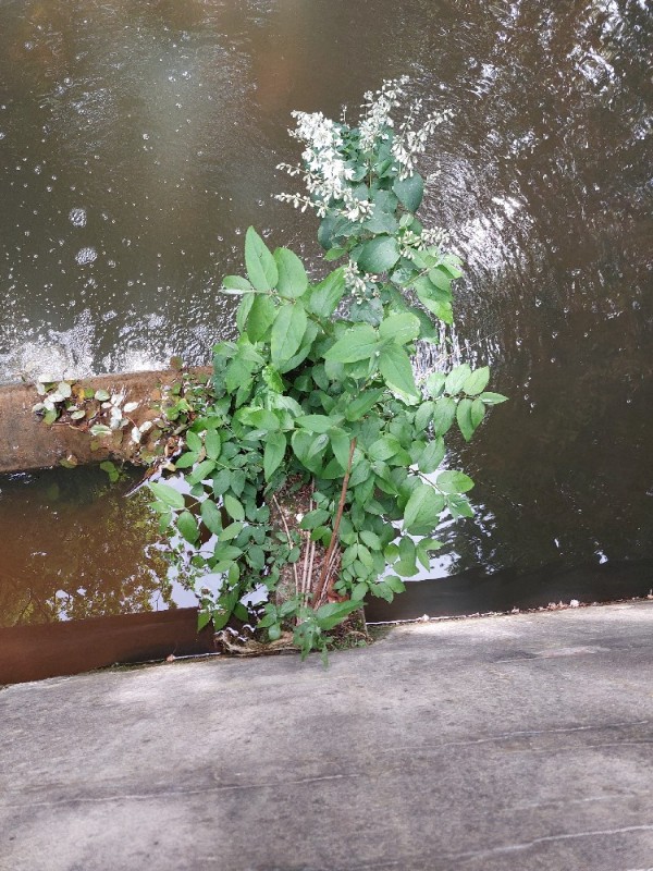 Deutzia