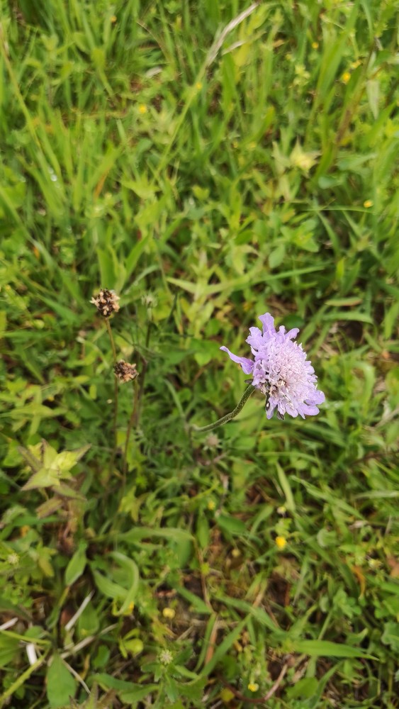 Scabiosa (Pincushion flowers)