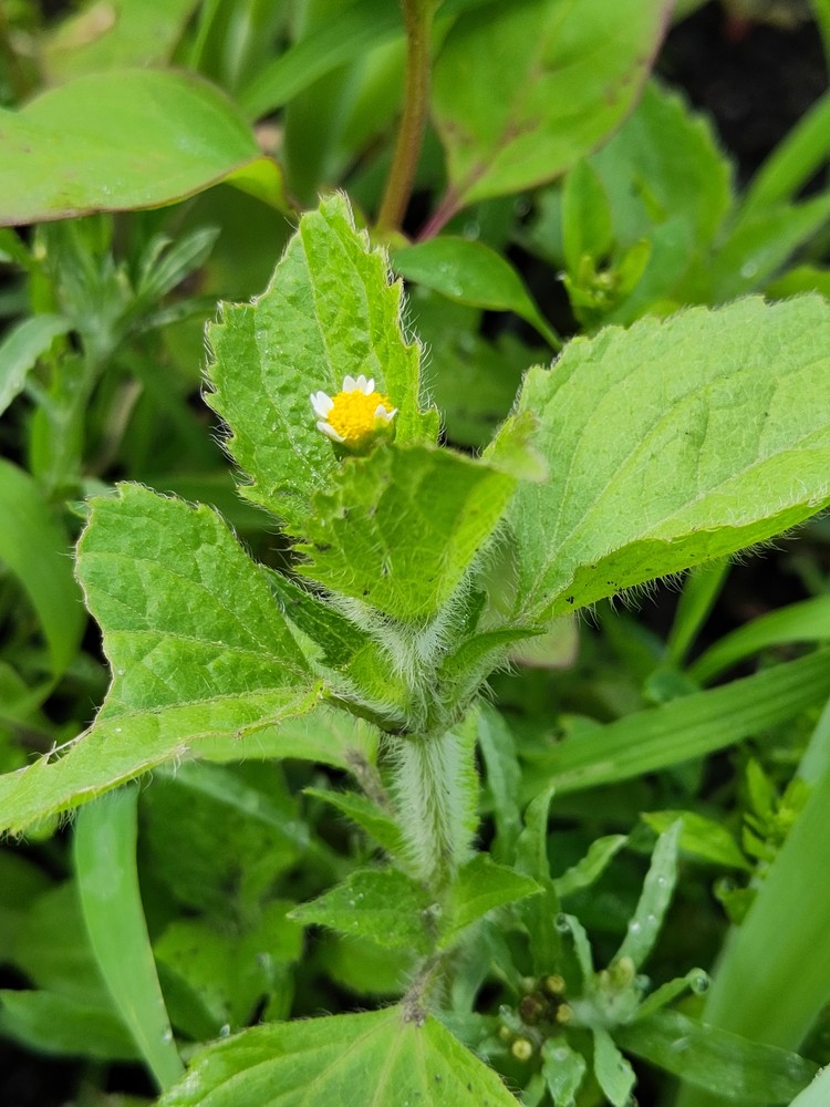 Galinsoga (galinsogas)