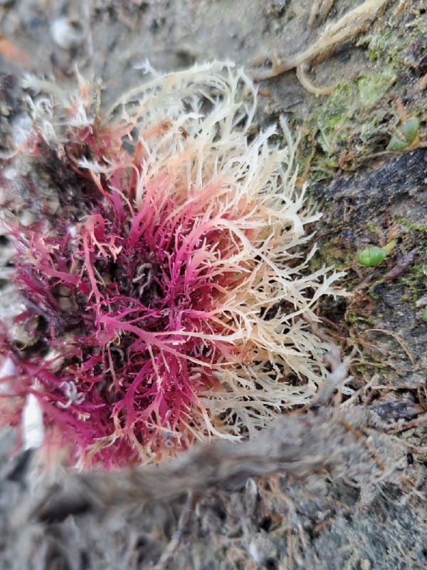 Gelidium (Jellyweeds) (alternate view 2)