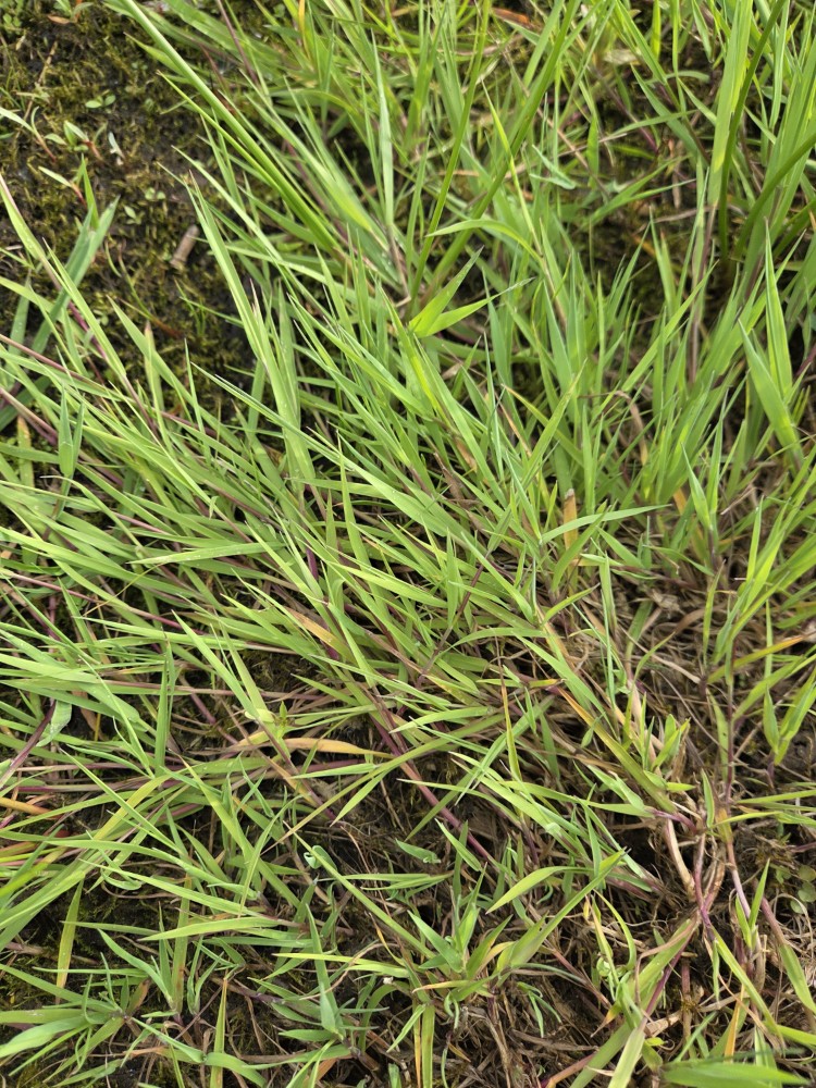 Agrostis (bent grass)