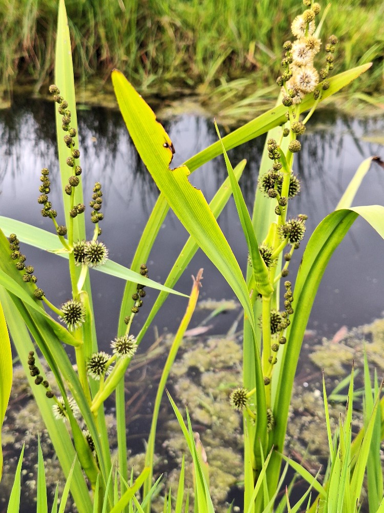 Sparganium (bur-reeds) (alternate view 2)