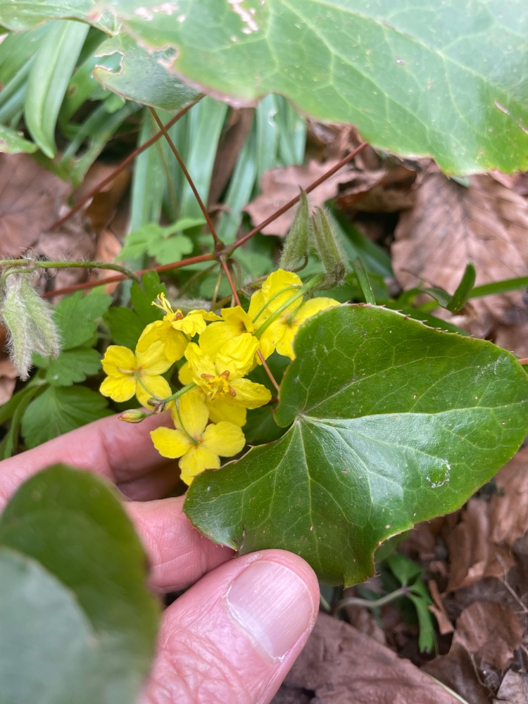 Epimedium (barrenworts) (alternate view 2)