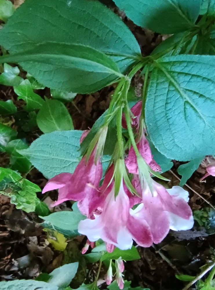 Weigela (Weigela bushes)