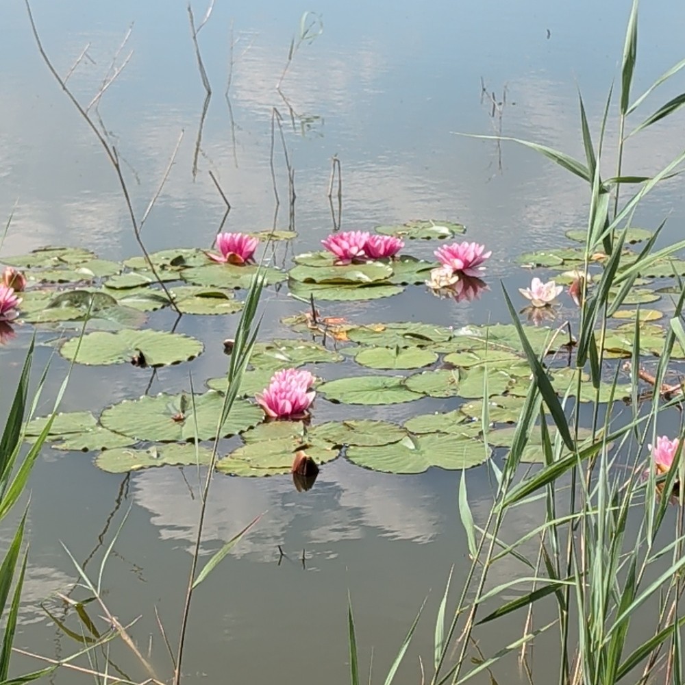 Nymphaea × marliacea (coloured water-lily)