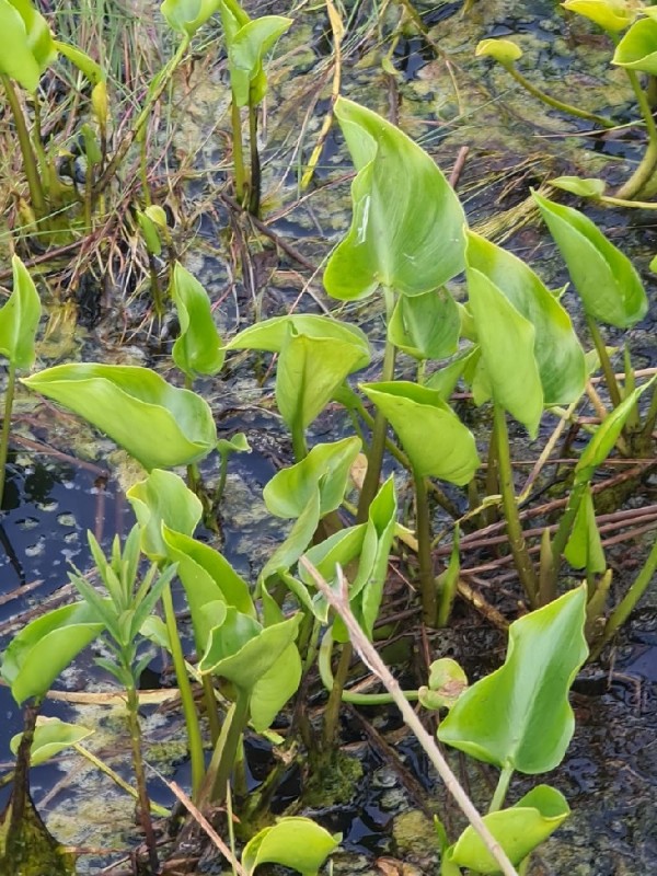 Calla palustris (marsh calla) (alternate view 2)