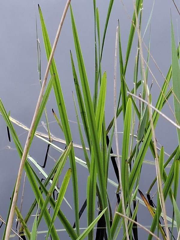 Sparganium (bur-reeds)