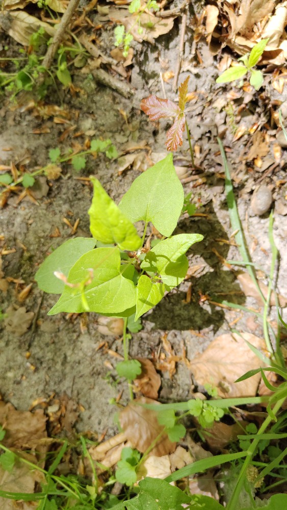 Fallopia (Fallopias) (alternate view 3)