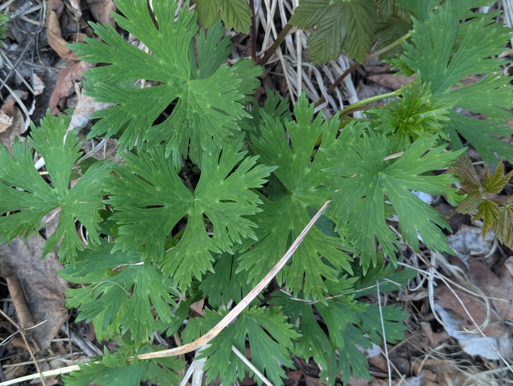 Aconitum (Monkshoods)