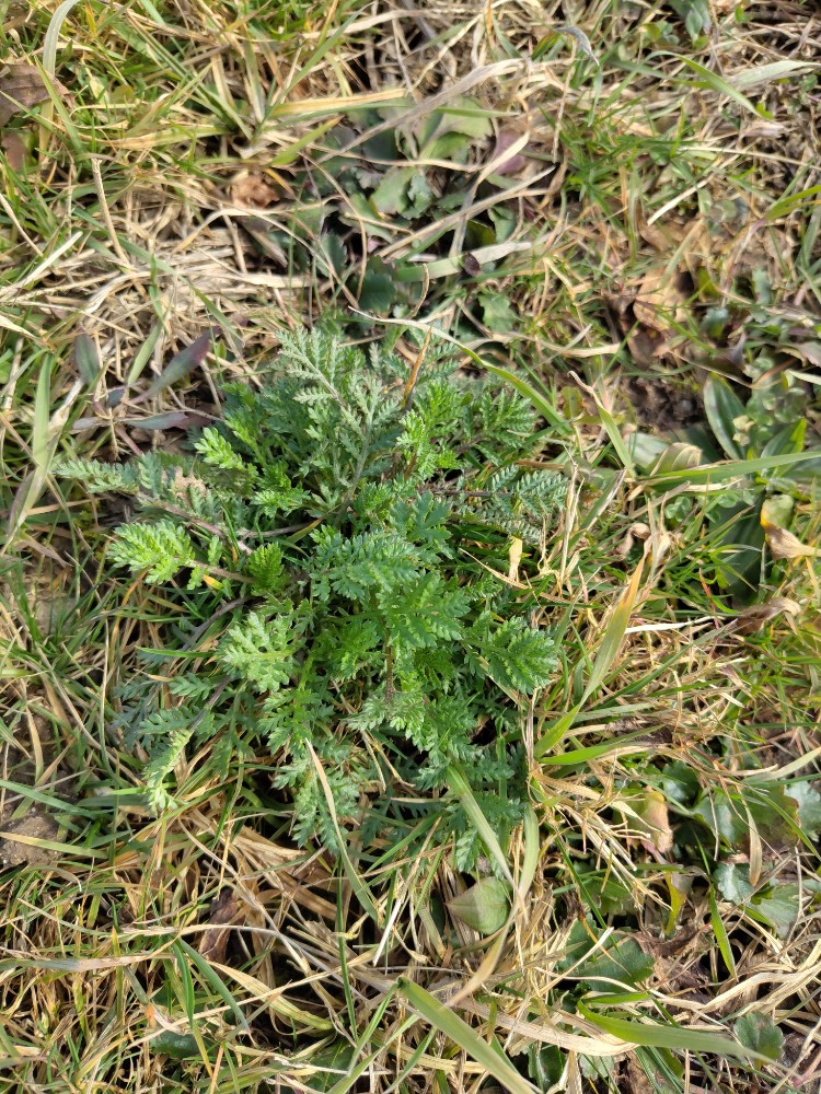 Anthemis tinctoria, Golden marguerite — mounding semi-evergreen (Asteraceae) (image 2 of 3)
