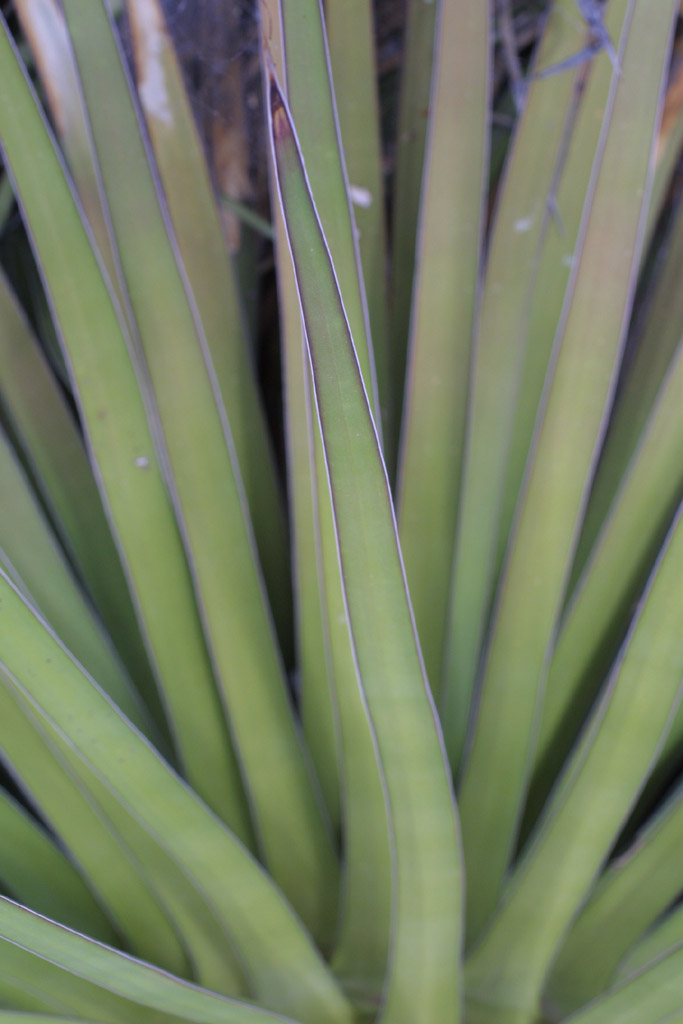 Agave vilmoriniana (Octopus Agave) (alternate view 11)