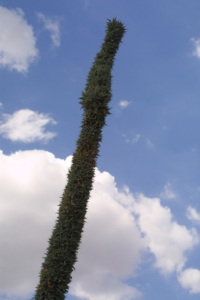Agave vilmoriniana (Octopus Agave) (alternate view 12)