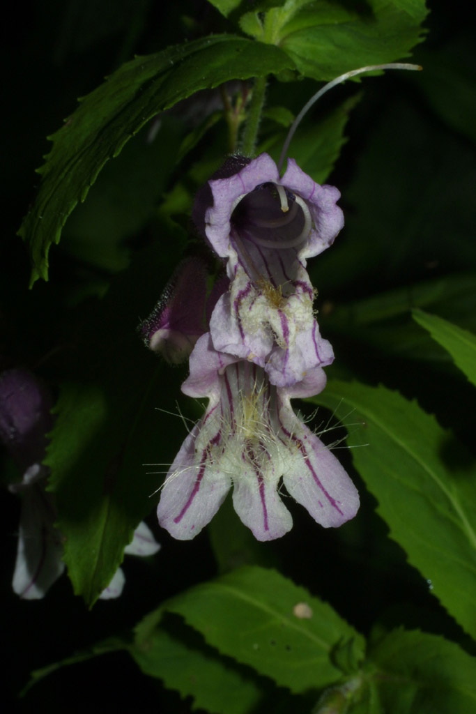 Penstemon smallii (Smalls Beardtongue) (alternate view 7)