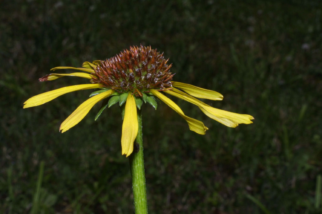 Echinacea paradoxa (Yellow Coneflower) (alternate view 11)